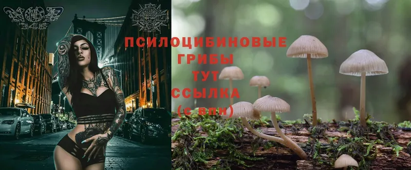 Галлюциногенные грибы Psilocybe  сколько стоит  Рыбное 